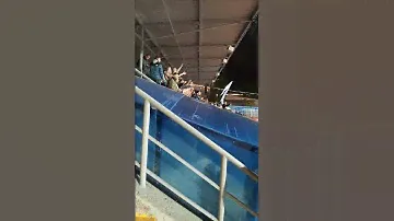Фанаты ФК Динамо Санкт-петербург